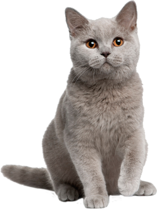 Gatto curioso